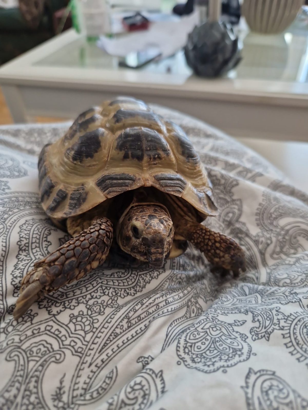 Liten söt landsköldpadda