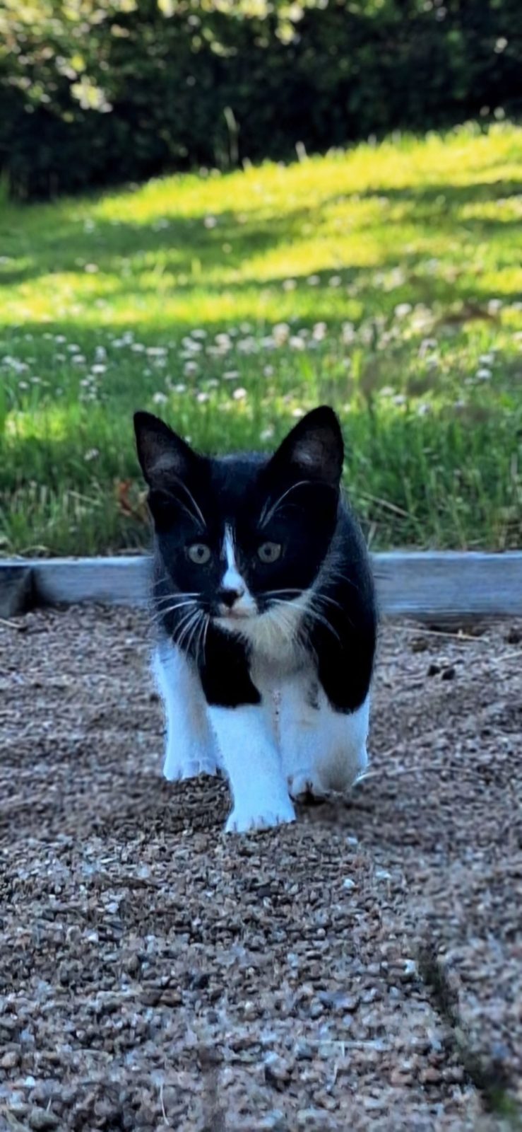 Kattungen Knorre hane 5 månader