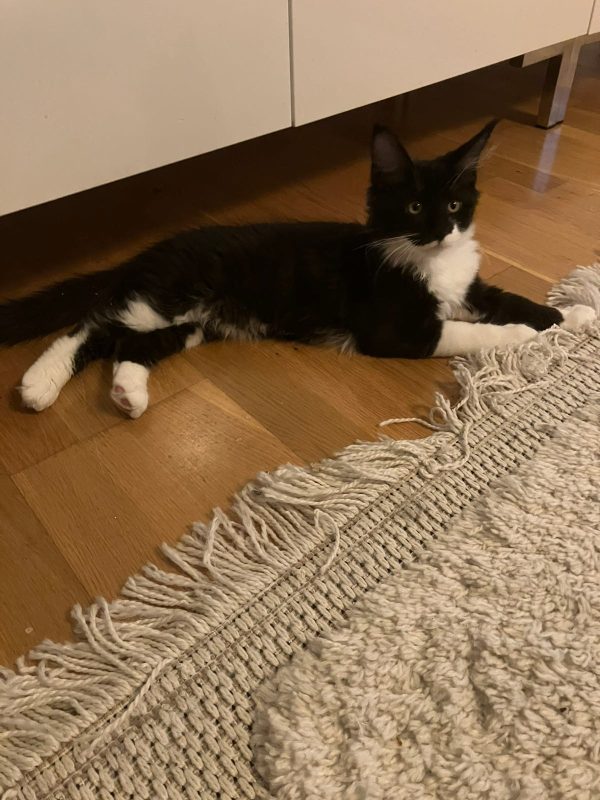 3 leveransklara underbara Maine Coon-kattungar söker sina nya hem