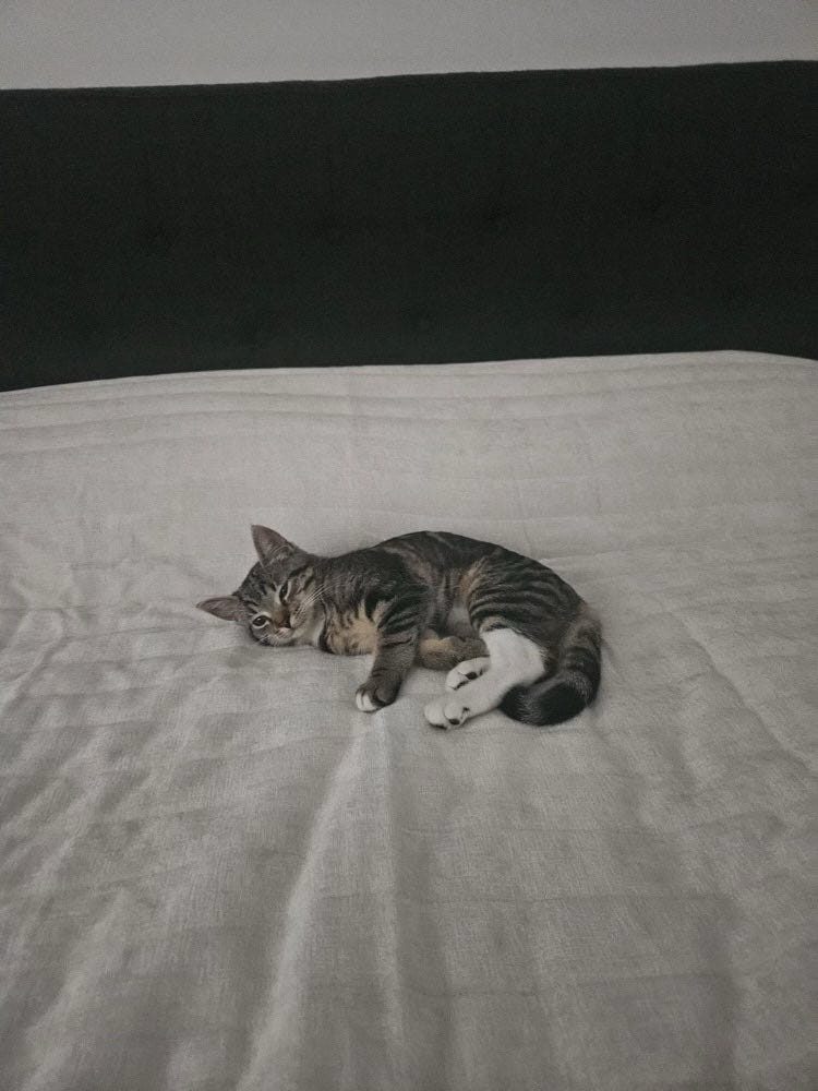 Ragdollskogskatt
