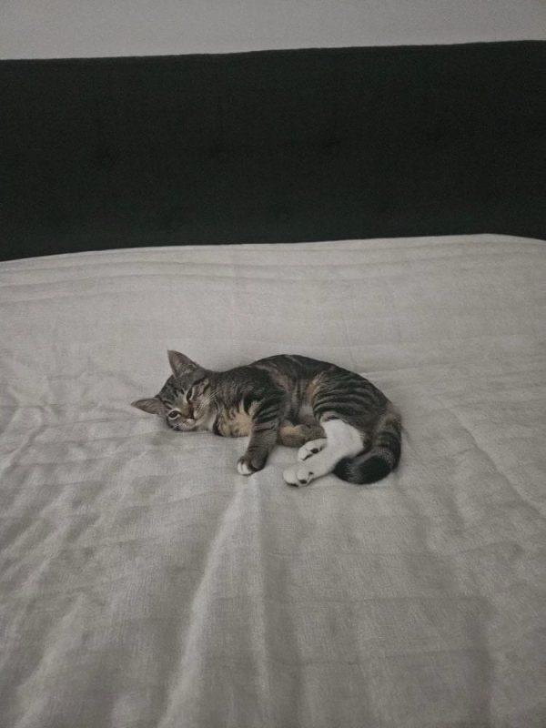 Ragdollskogskatt