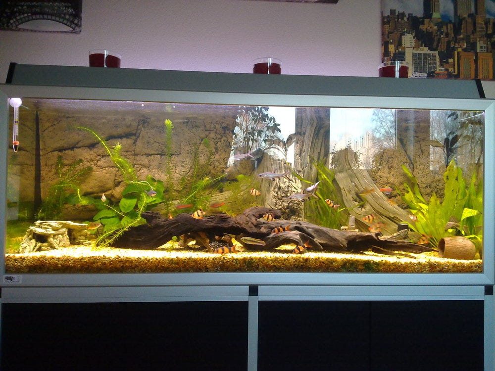 Söker efter ett 450-600 liters akvarium