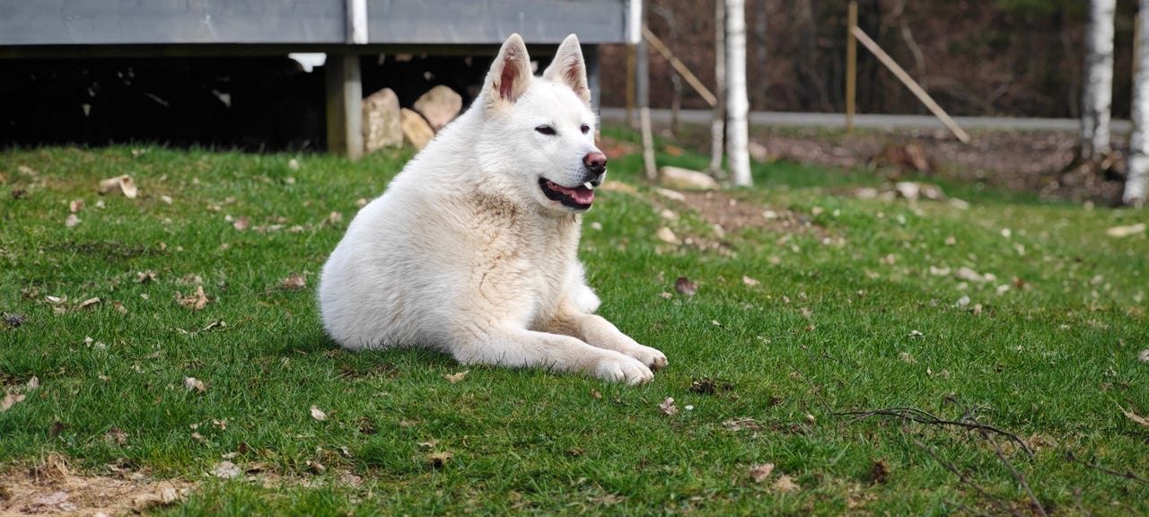 Vitherdehund mix