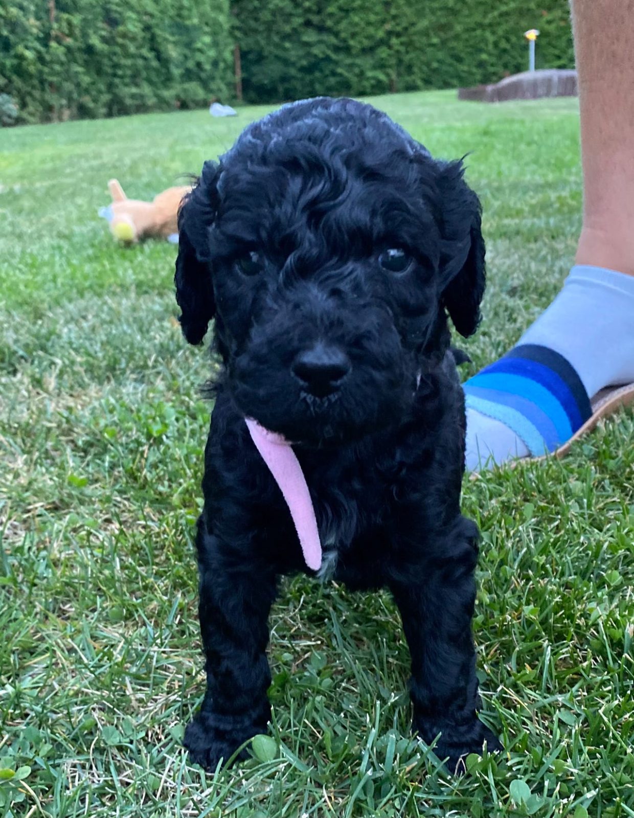 Labradoodle valpar
