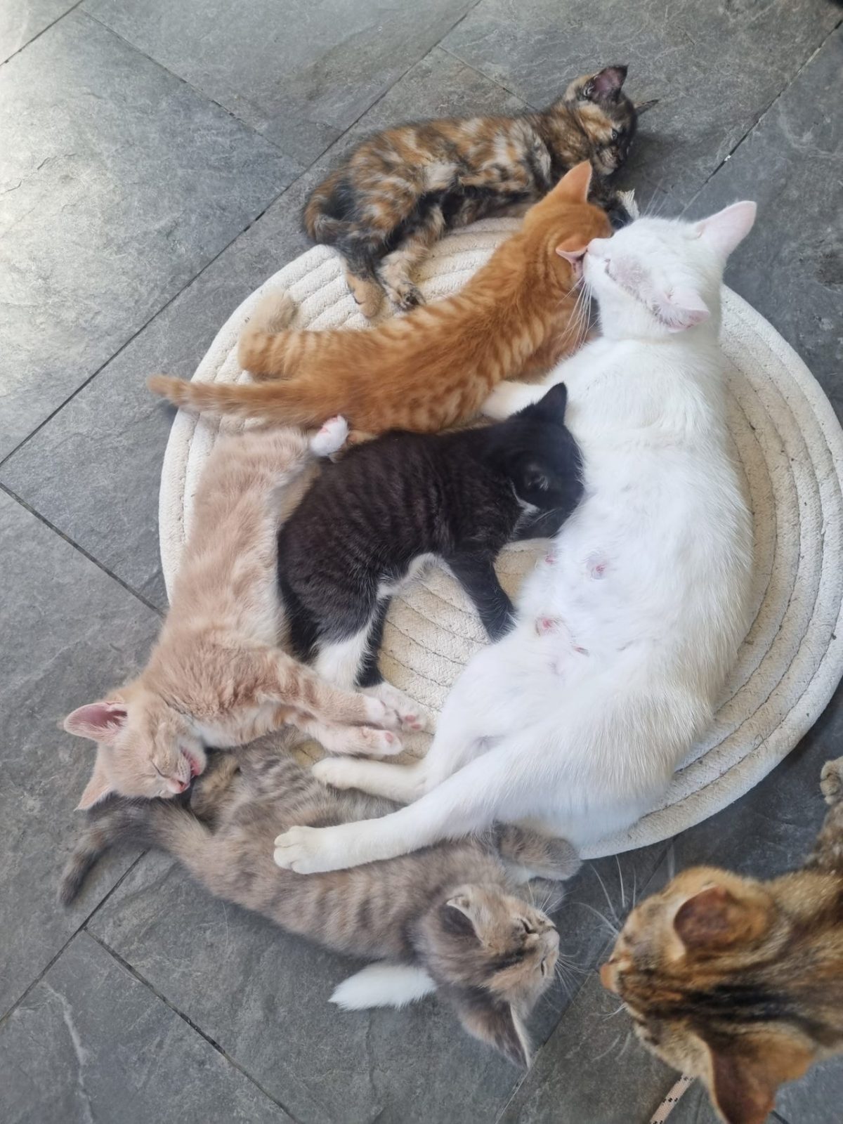 Kattungar