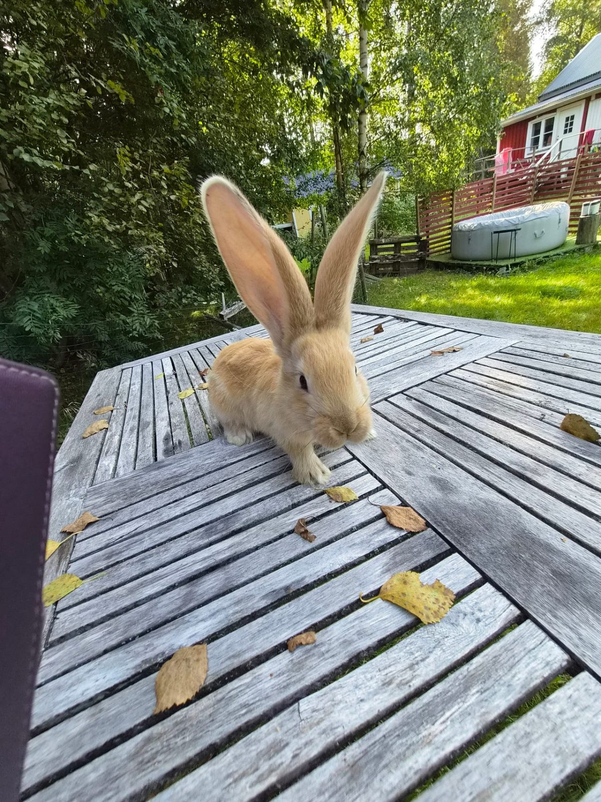 Kaninungar belgisk jätte. Hanar