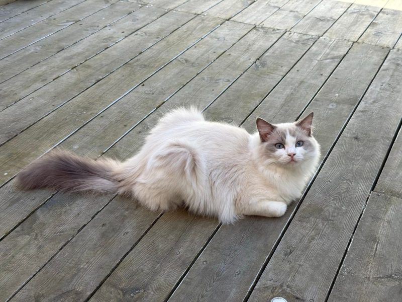 Ragdoll hane för avel