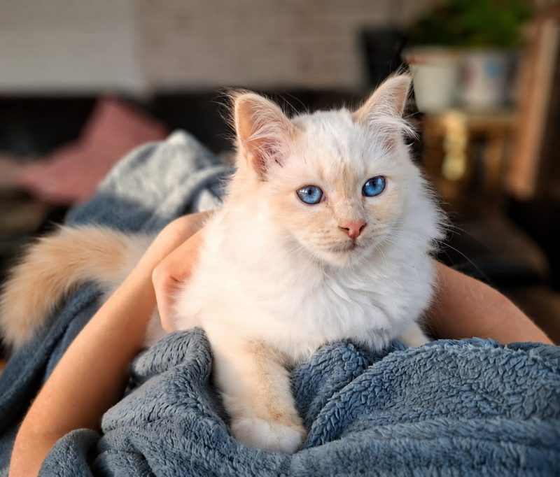 Helig Birma kattunge med stamtavla i SVERAK