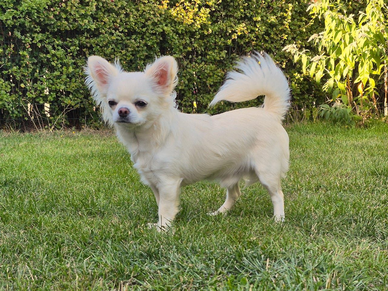 Chihuahua-hane med SKK stamtavla