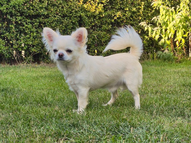 Chihuahua-hane med SKK stamtavla
