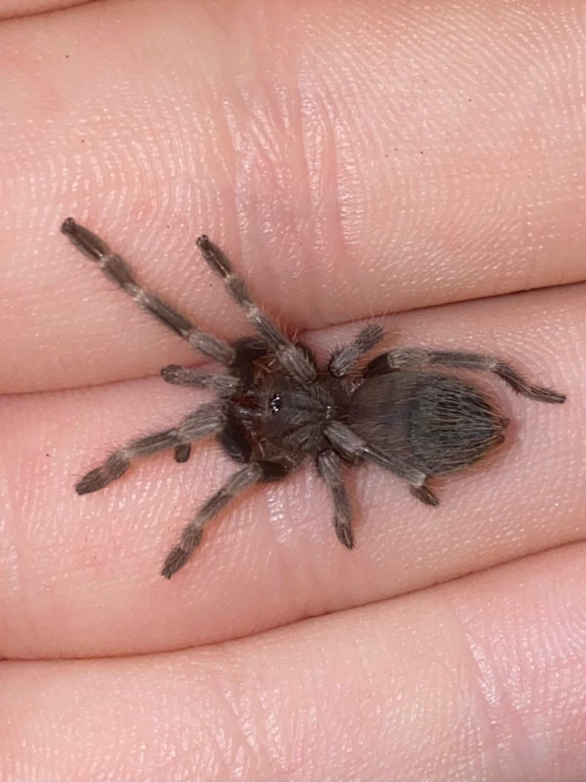 Nhandu chromatus SLINGS