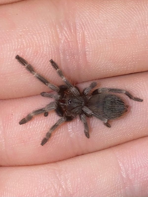 Nhandu chromatus SLINGS