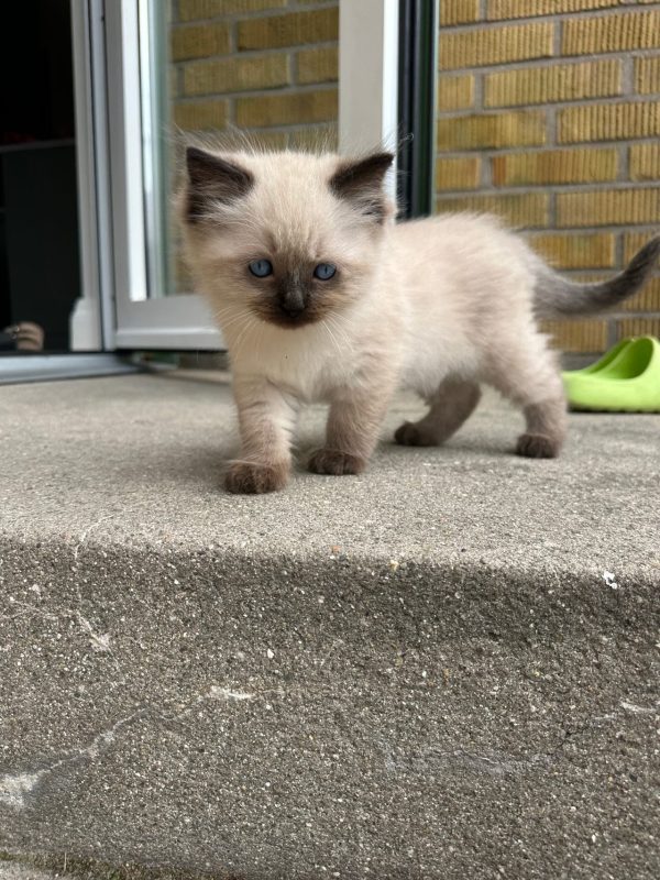 Ragdoll kattungar