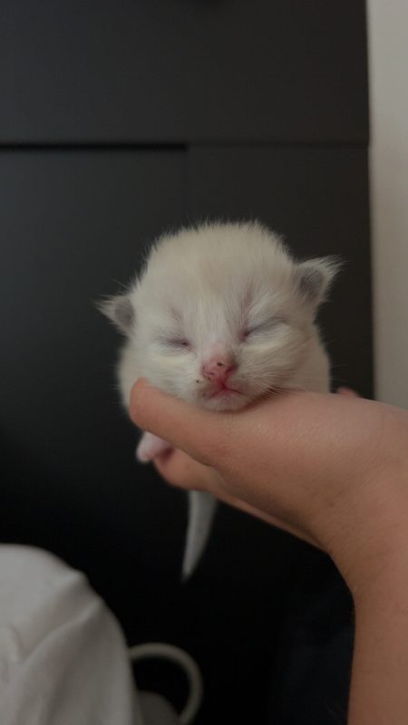 Ragdoll/Brittisk kattungar \u{d83e}\u{dd0d}