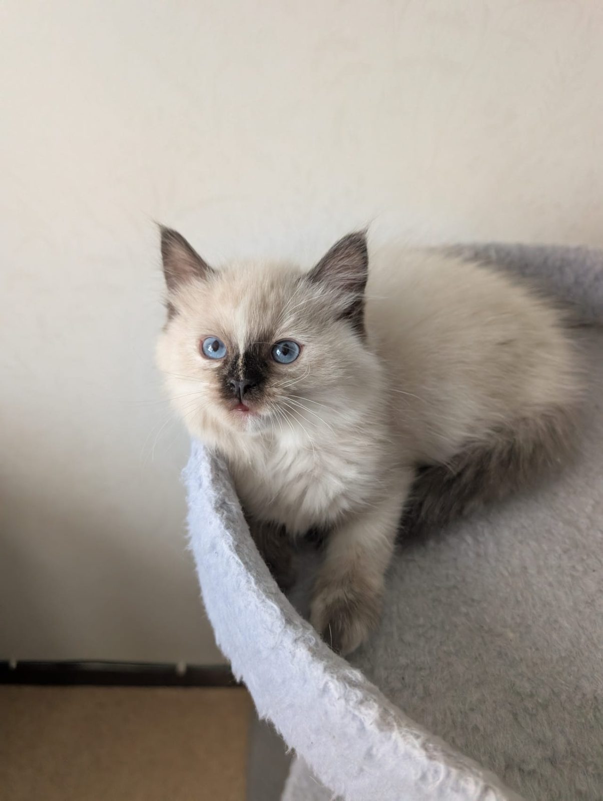 Ragdoll kattungar med stamtavla