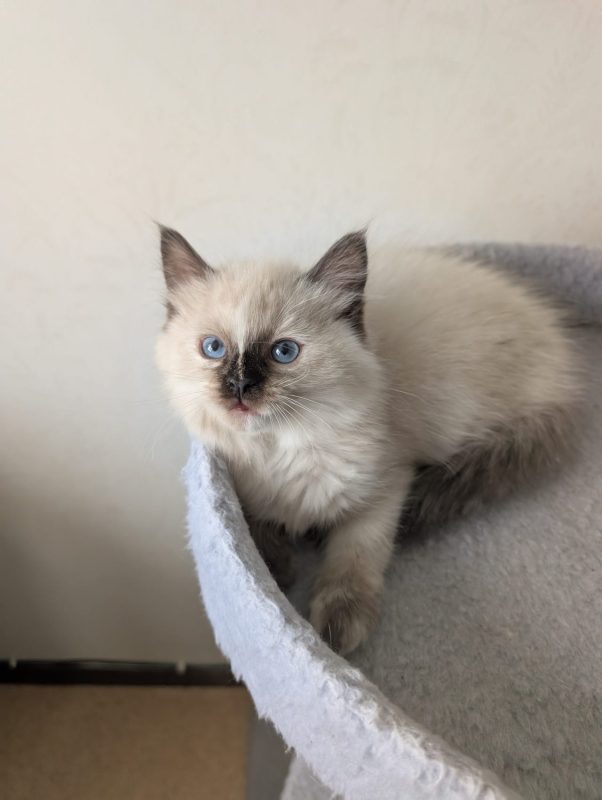 Ragdoll kattungar med stamtavla