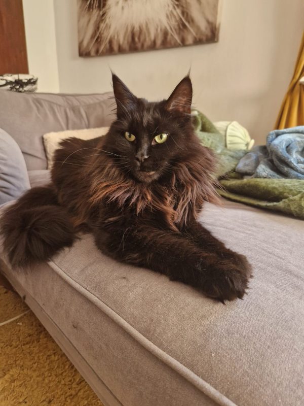 Sällskaplig katt