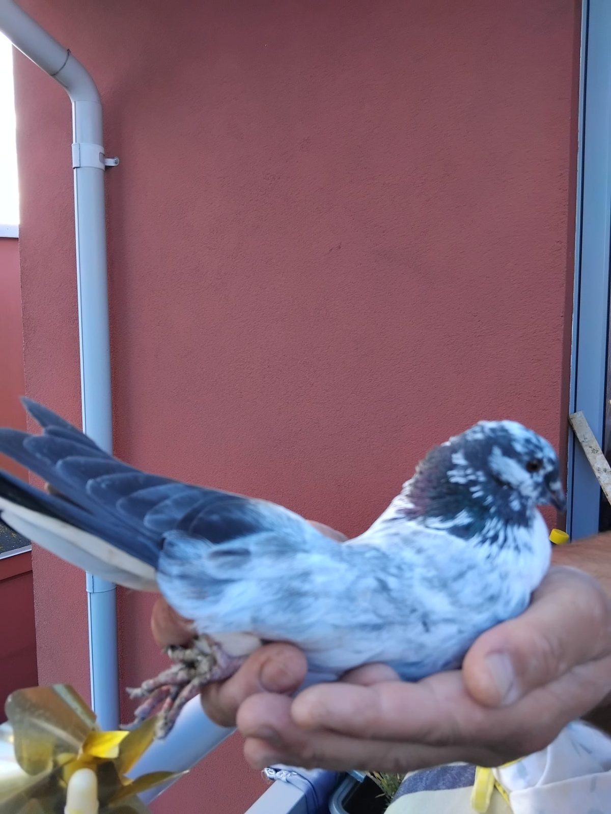 Duvor